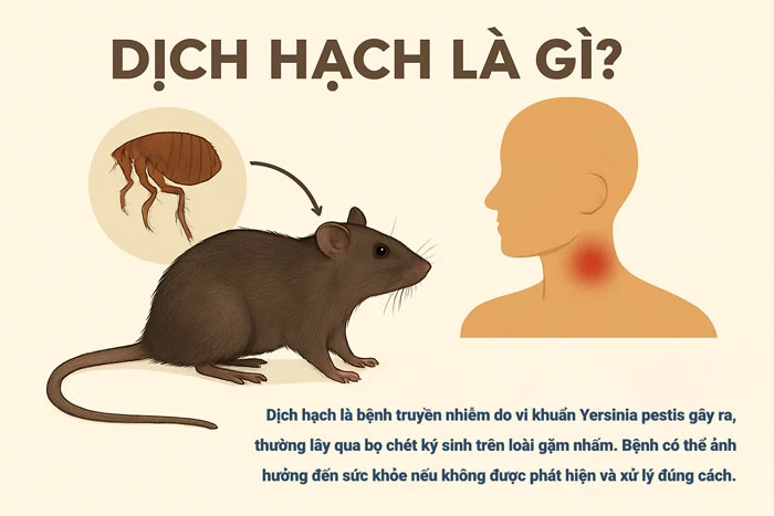 Dịch hạch là gì