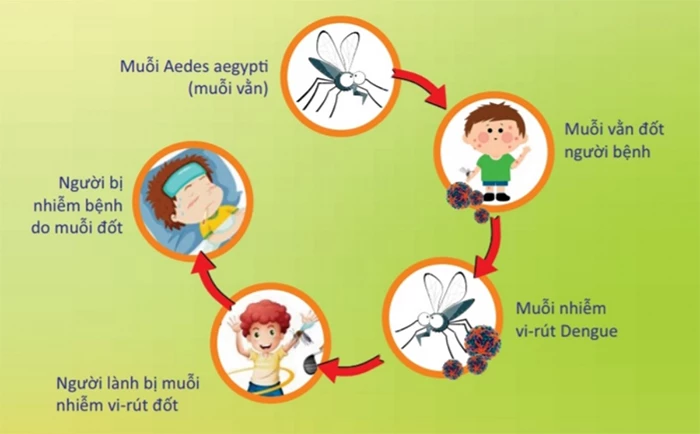 Nguyên nhân gây sốt xuất huyết