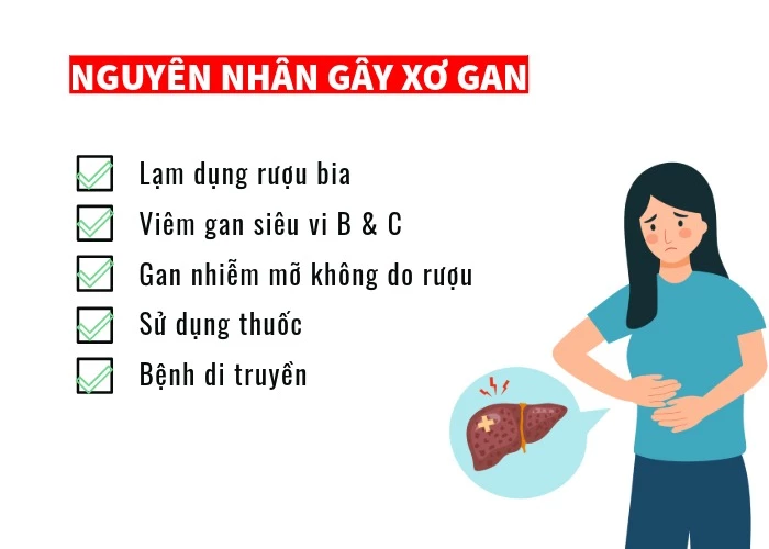 Nguyên nhân gây xơ gan