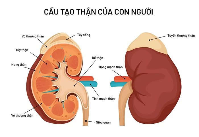 Suy tuyến thượng thận là gì