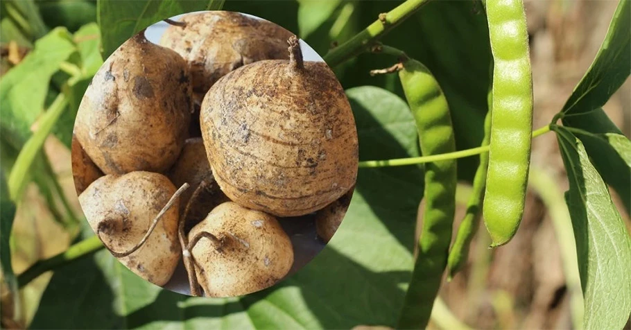 Cảnh báo: Độc tính chết người từ hạt củ đậu