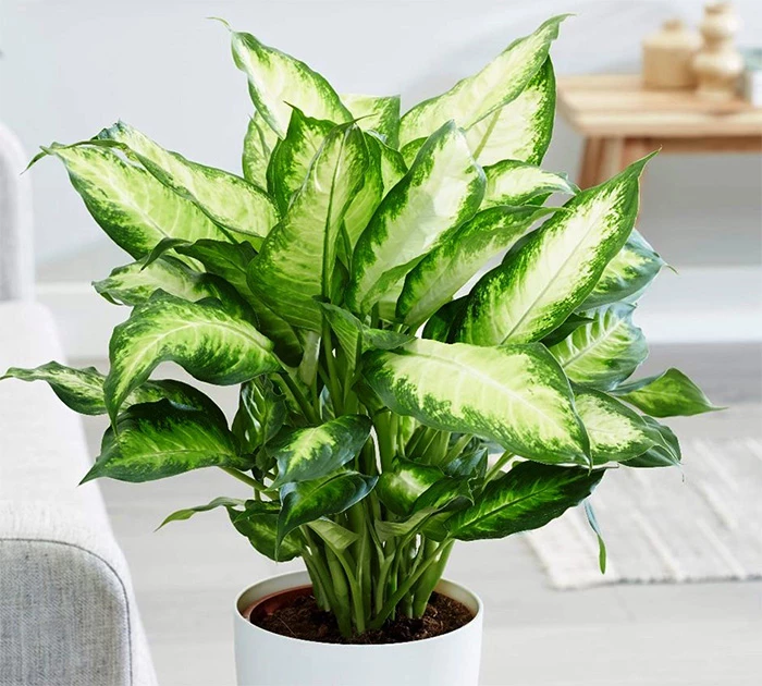 1. Cây Vạn Niên Thanh (Dieffenbachia)