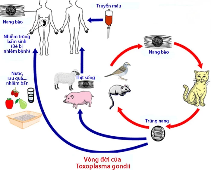 Có bầu nuôi mèo được không? Hiểu đúng về Toxoplasmosis