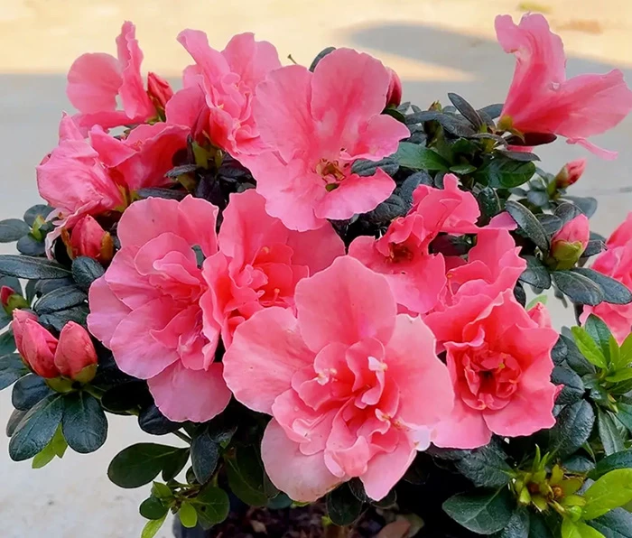Hoa Đỗ Quyên (Azalea)
