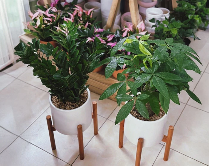 Cây Kim Tiền & Kim Ngân