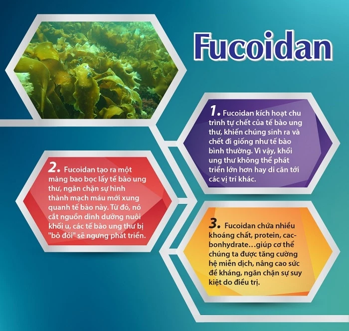 Fucoidan có cơ chế tác động chống ung thư vượt trội.