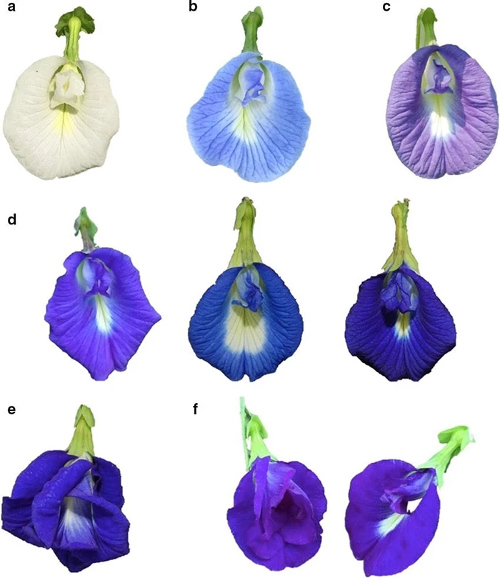 Hoa đậu biếc loại hoa có màu sắc hút mắt và có nhiều tác dụng tốt cho sức khỏe.