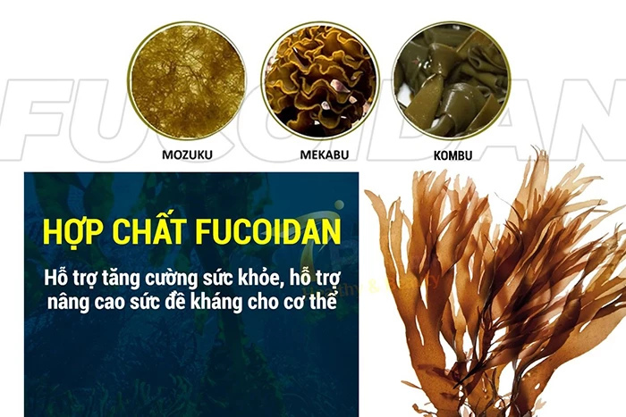 Lợi ích của Fucoidan đối với hệ miễn dịch