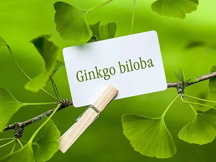 Ginkgo Biloba (Bạch quả) có tác dụng tuyệt vời đối với não bộ.