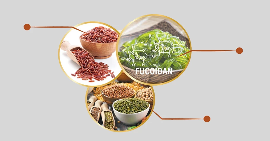 Thực dưỡng Fucoidan là gì?